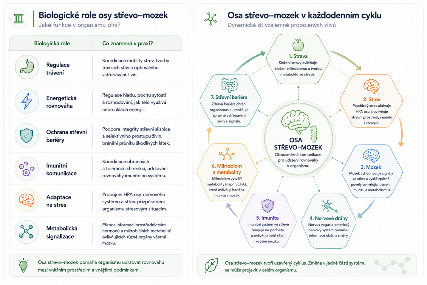 Biologická role osy střevo–mozek